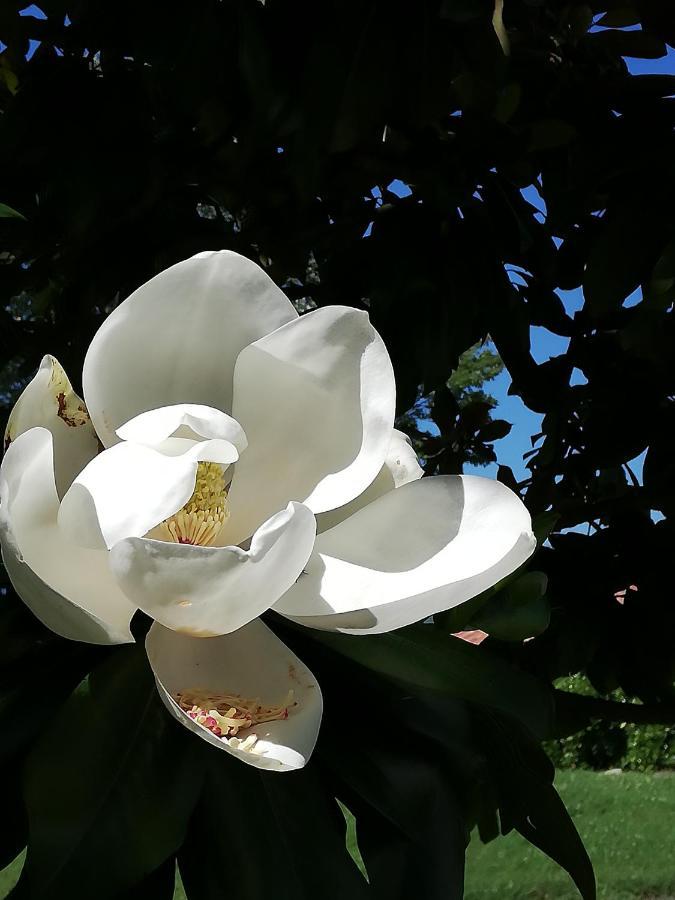 Domaine Abartiague Acomodação com café da manhã Ossès Exterior foto